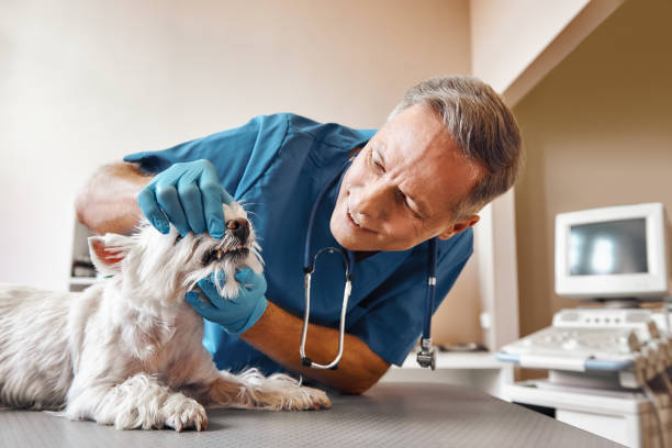 Best Knocked-Out Tooth (Avulsed Tooth) Treatment in Horse Cave, KY